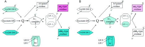 FIG. 1.