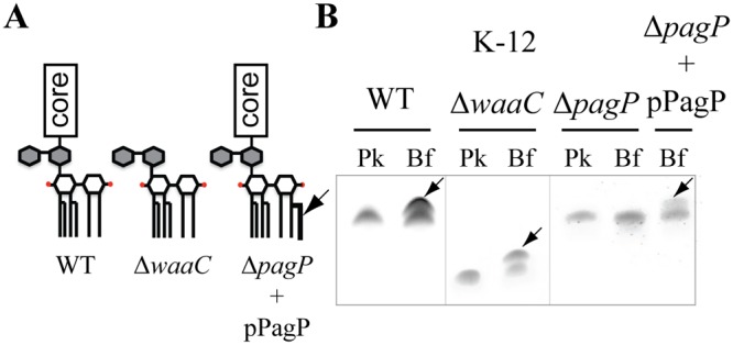 FIG 2 