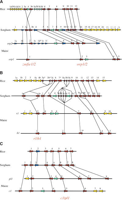 Gene Loss and Movement in the Maize Genome - PMC