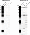 Figure 5—figure supplement 2.