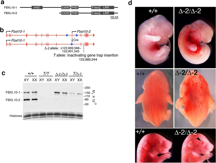 Fig. 1