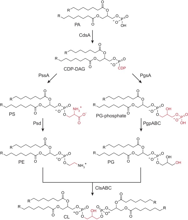 FIG 1