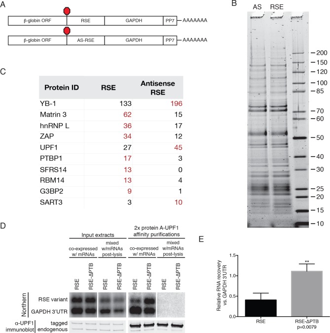 Figure 3—figure supplement 1.