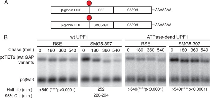 Figure 2—figure supplement 1.