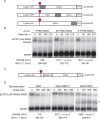 Figure 5—figure supplement 1.