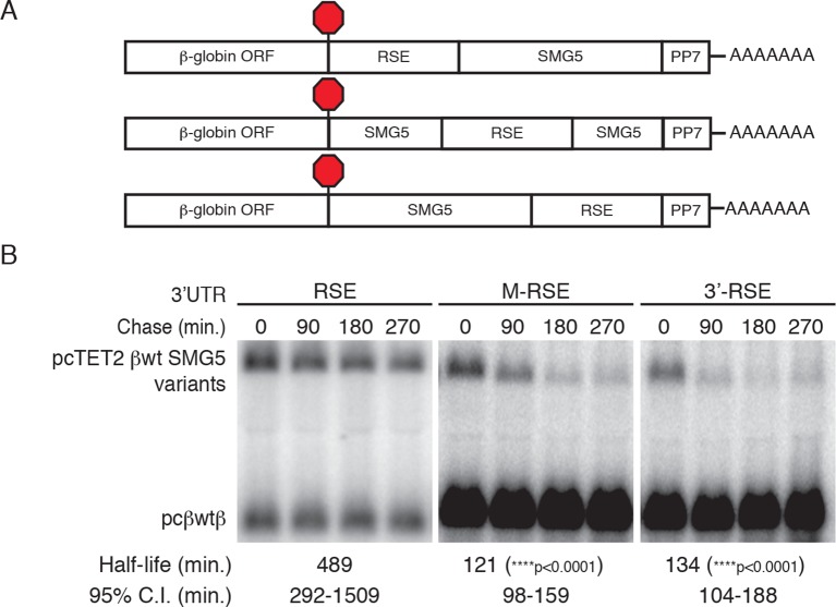 Figure 1—figure supplement 1.