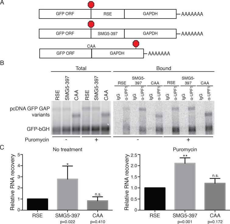 Figure 2—figure supplement 2.