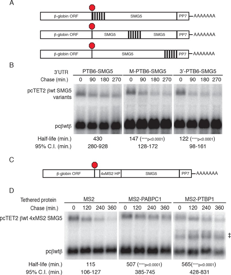 Figure 5—figure supplement 1.