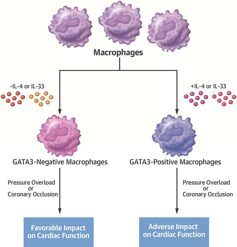 Central Illustration: Macrophage GATA3 Expression Modulates Cardiac Function after Pressure Overload or Coronary Occlusion.