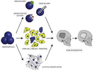 graphic file with name nihms688465u1.jpg