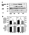 Figure 4)