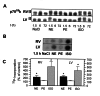 Figure 2)