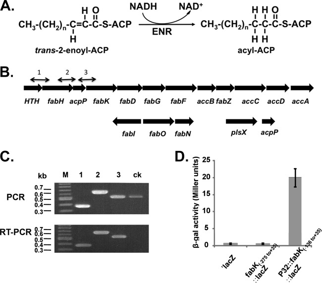 FIG 1