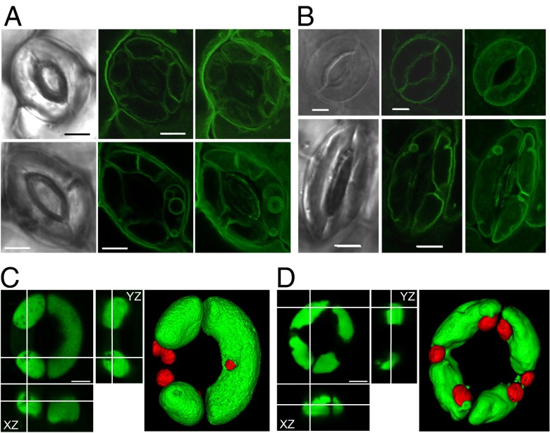 Fig. 7.