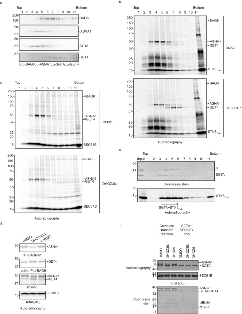 Figure 5—figure supplement 1.