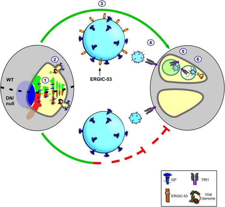 Figure 7