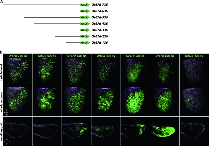 Figure 4.—