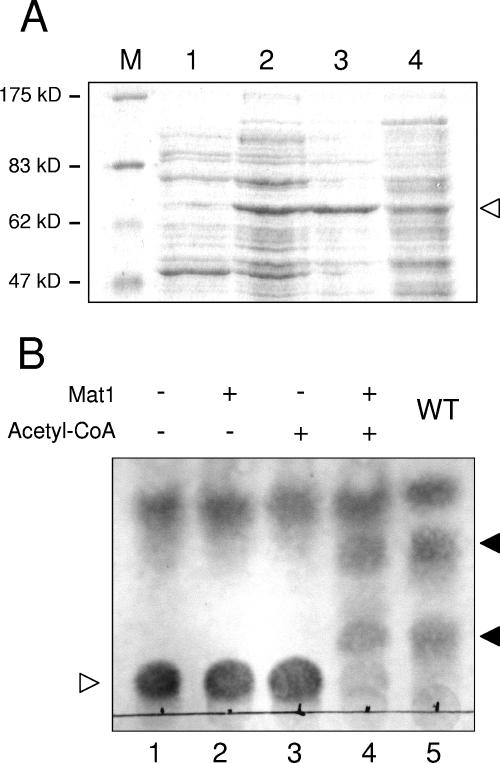 FIG. 5.