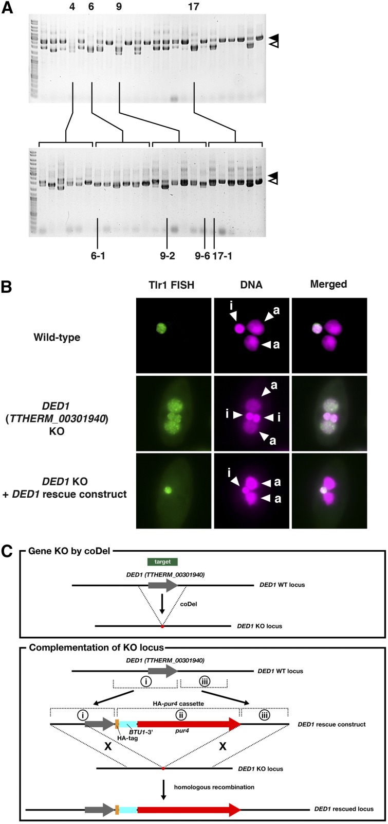 Figure 6