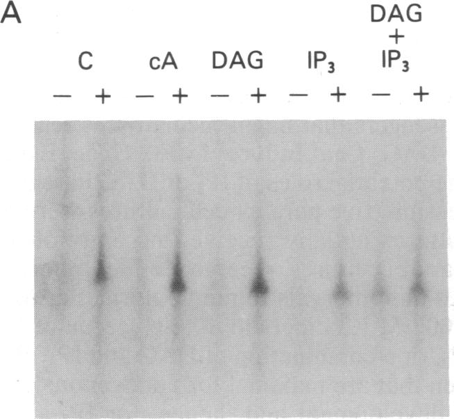 graphic file with name pnas00290-0292-a.jpg