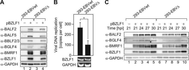 Fig 7