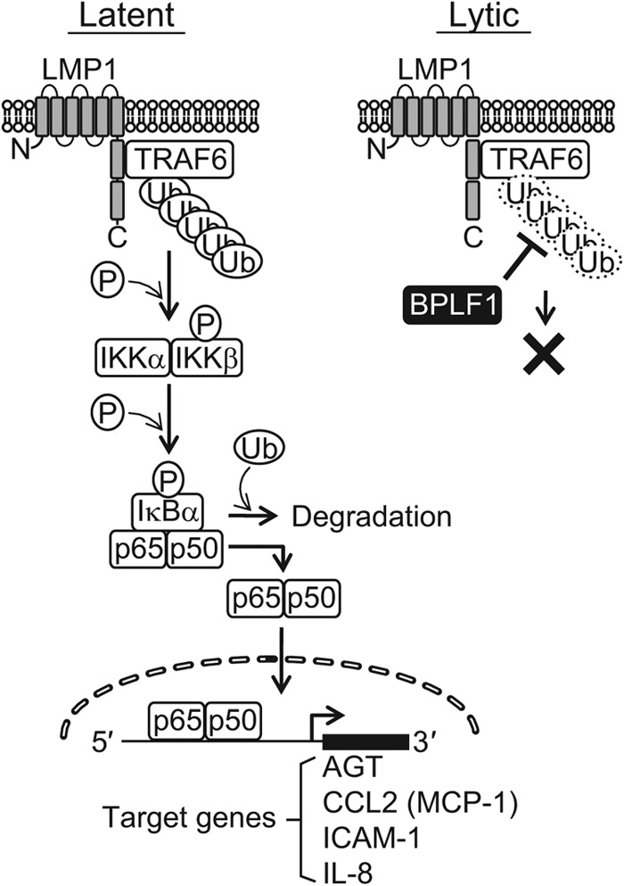 Fig 9