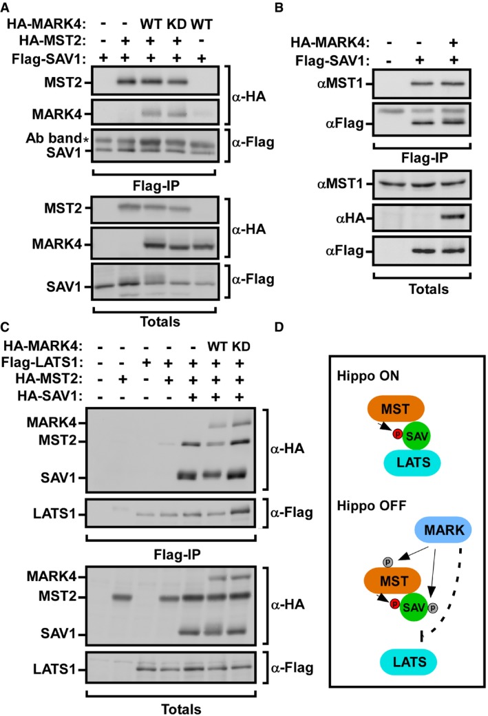 Figure 7