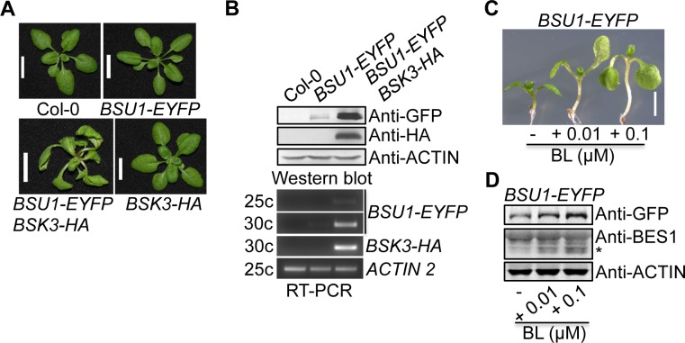 Fig 8