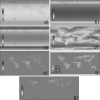 Fig. 2a–g