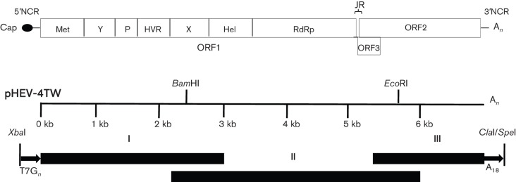 Fig. 1. 