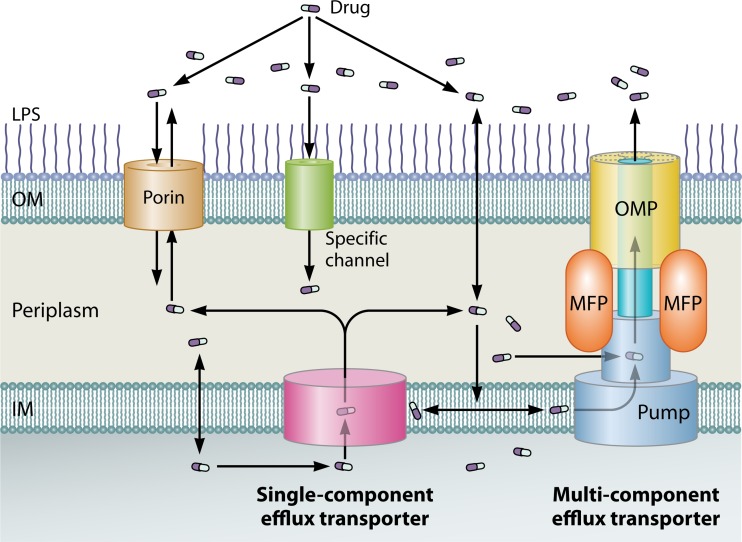 FIG 1