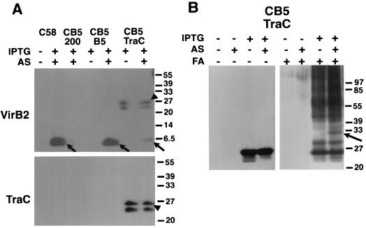 FIG. 7