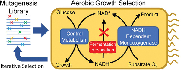 graphic file with name nihms-1797209-f0006.jpg