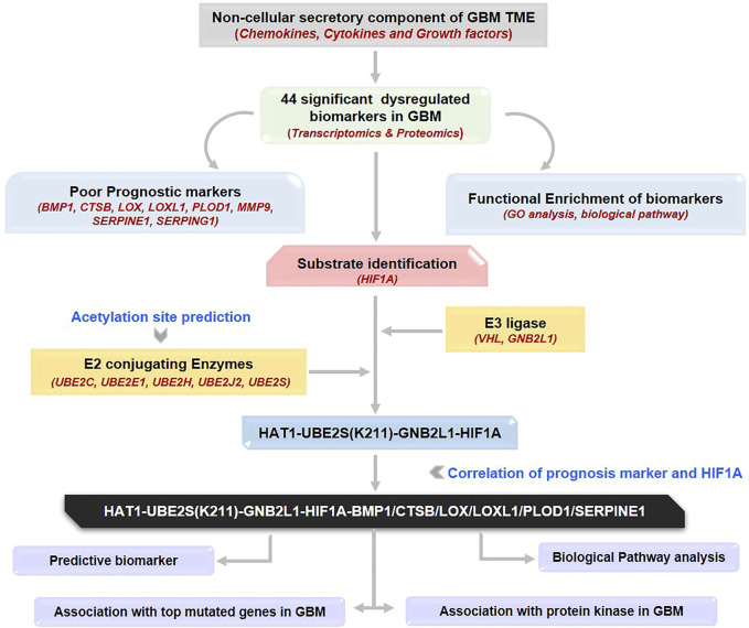 graphic file with name FCELL_fcell-2023-1236271_wc_abs.jpg