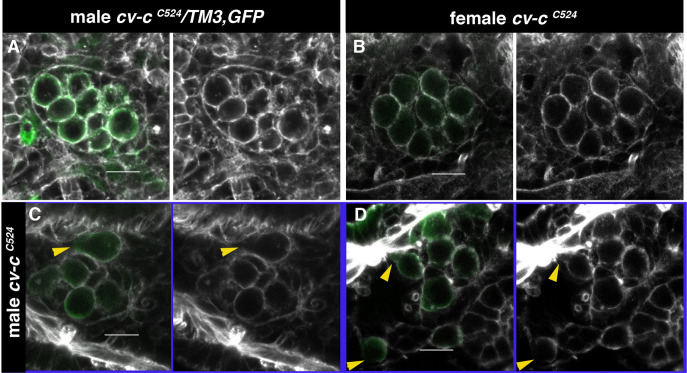 Figure 3—figure supplement 1.