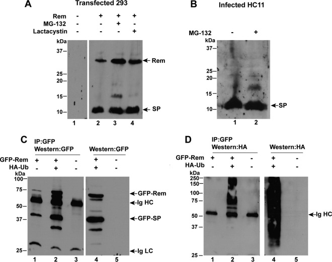 FIG 4 