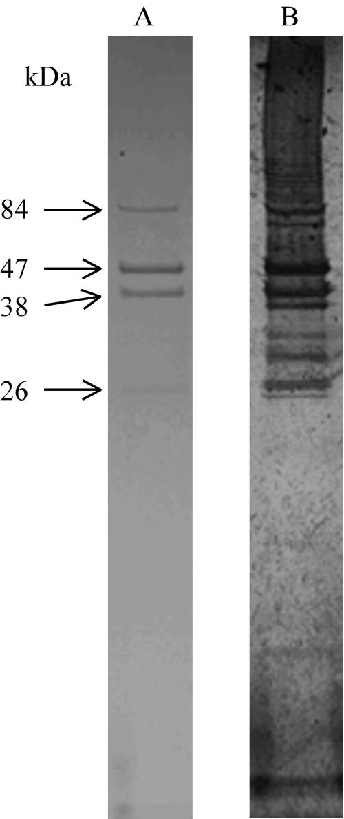 FIG. 5.