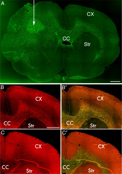 Figure 4.