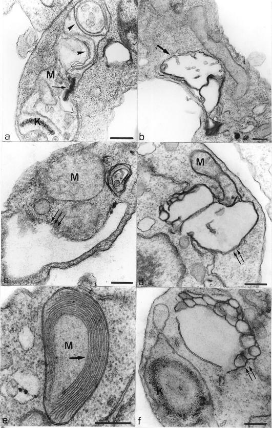 FIG.4.