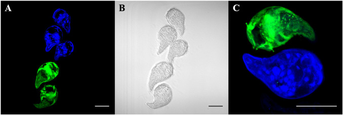 Figure 2