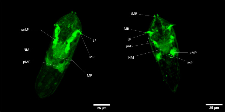 Figure 3