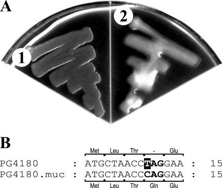 FIG. 1.