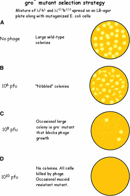 Figure 1.—