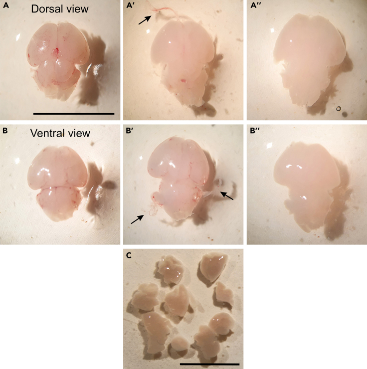 Figure 2