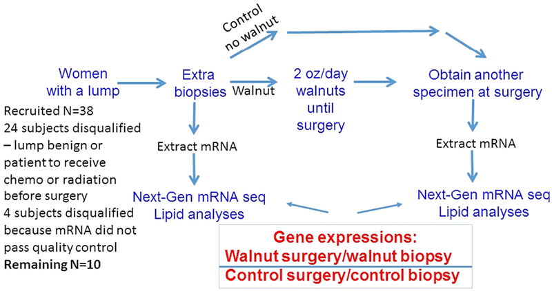 Fig. 1 –