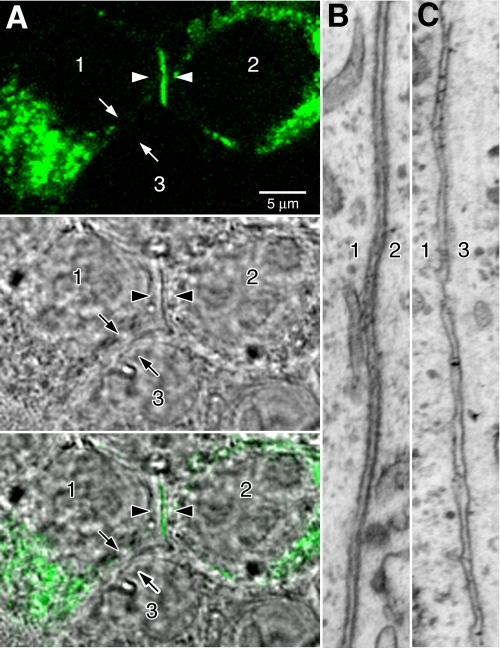 FIGURE 1.