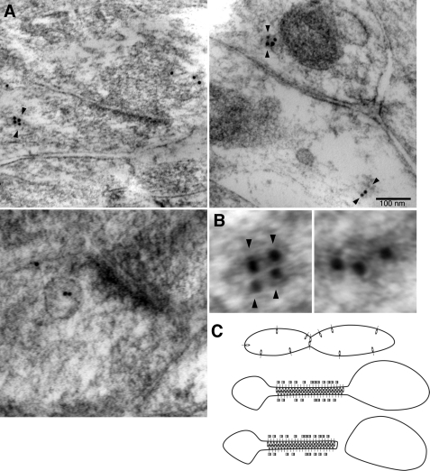 FIGURE 10.