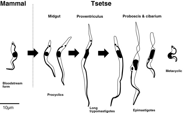 Figure 9