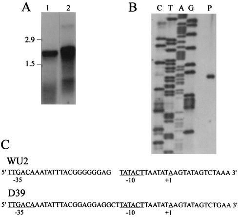 FIG. 2.