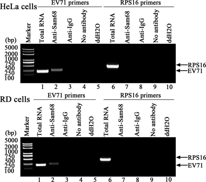 FIG 6